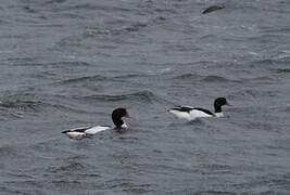 Common Shelduck