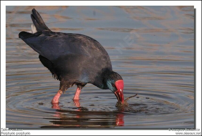 Western Swamphen