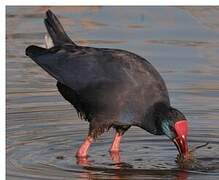 Western Swamphen