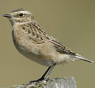 Whinchat