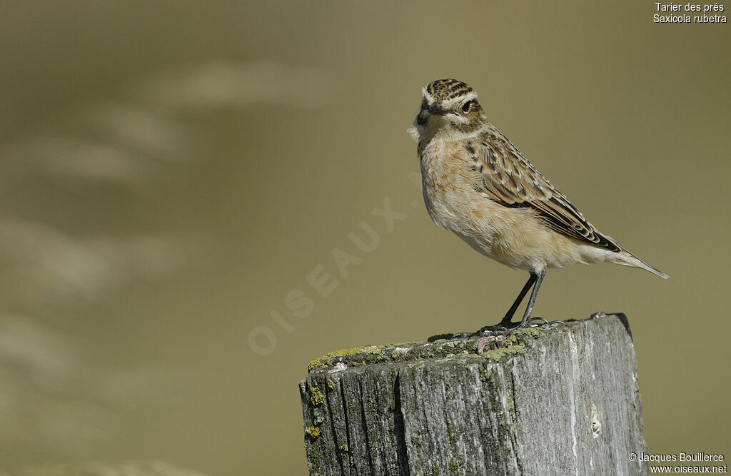 Whinchat male