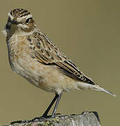 Whinchat