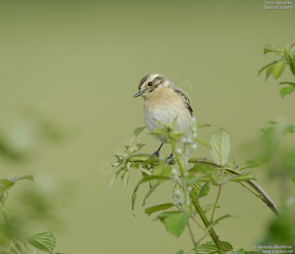 Whinchat