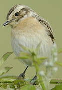 Whinchat