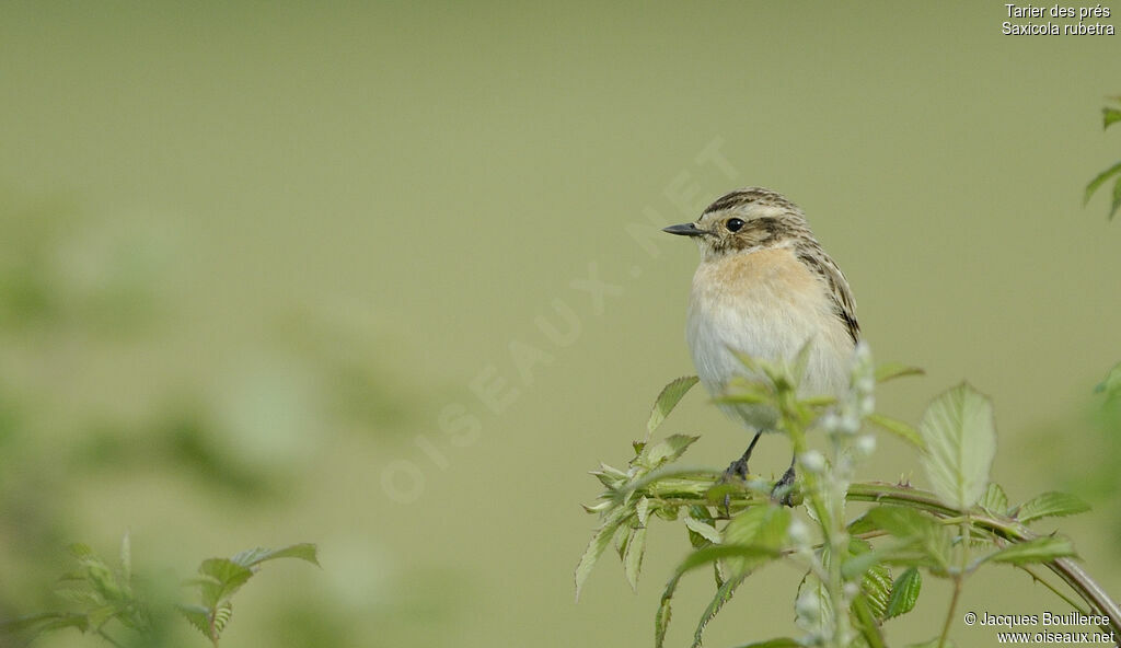 Whinchat