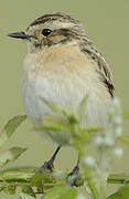 Whinchat