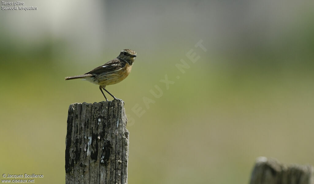 European Stonechat female