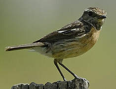 European Stonechat