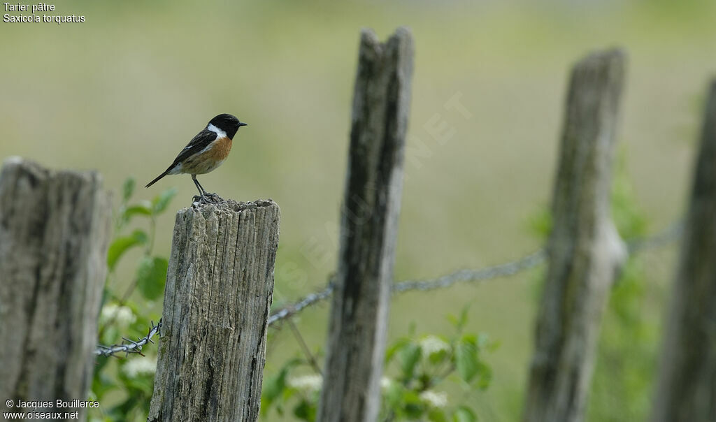 European Stonechat male