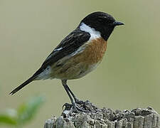 European Stonechat