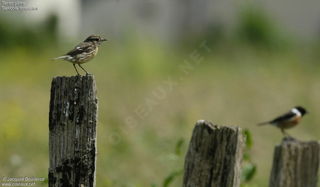 European Stonechat 