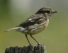 European Stonechat