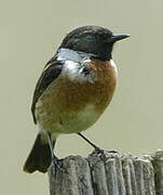 European Stonechat