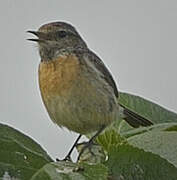 European Stonechat