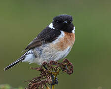 European Stonechat