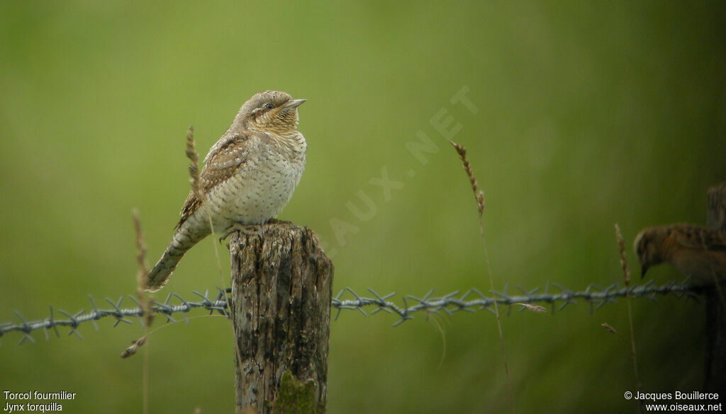 Eurasian Wryneck