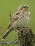 Eurasian Wryneck