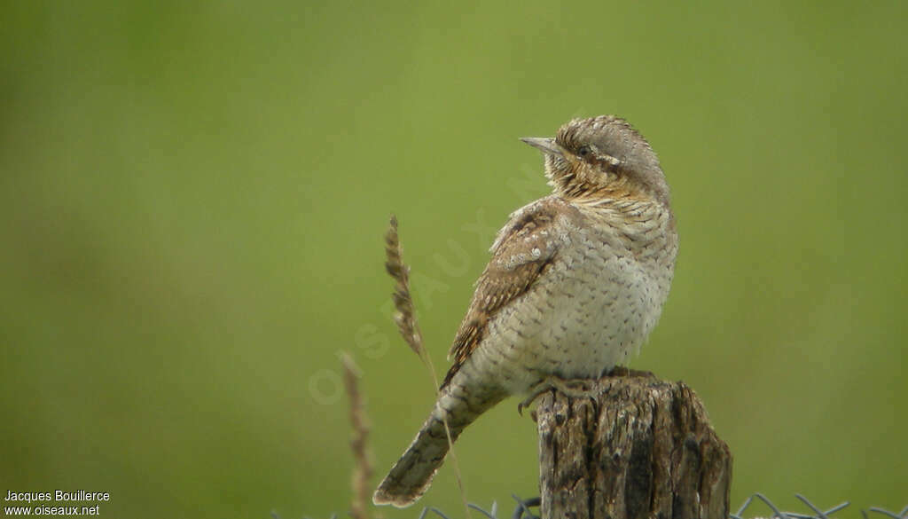 Eurasian Wryneckjuvenile, identification