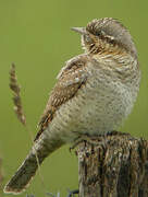 Eurasian Wryneck