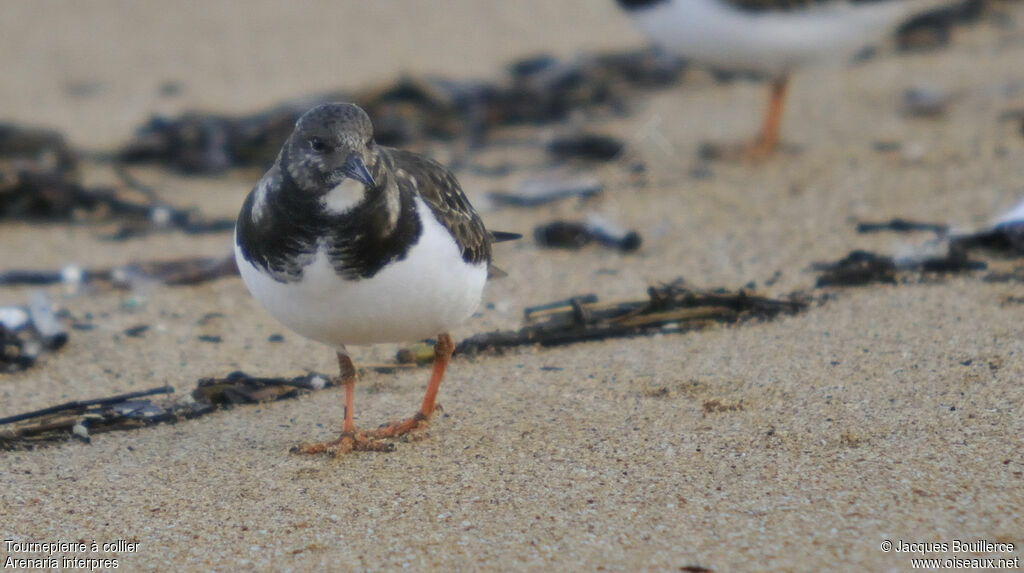 Ruddy Turnstone