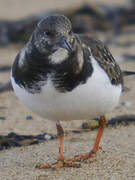 Ruddy Turnstone