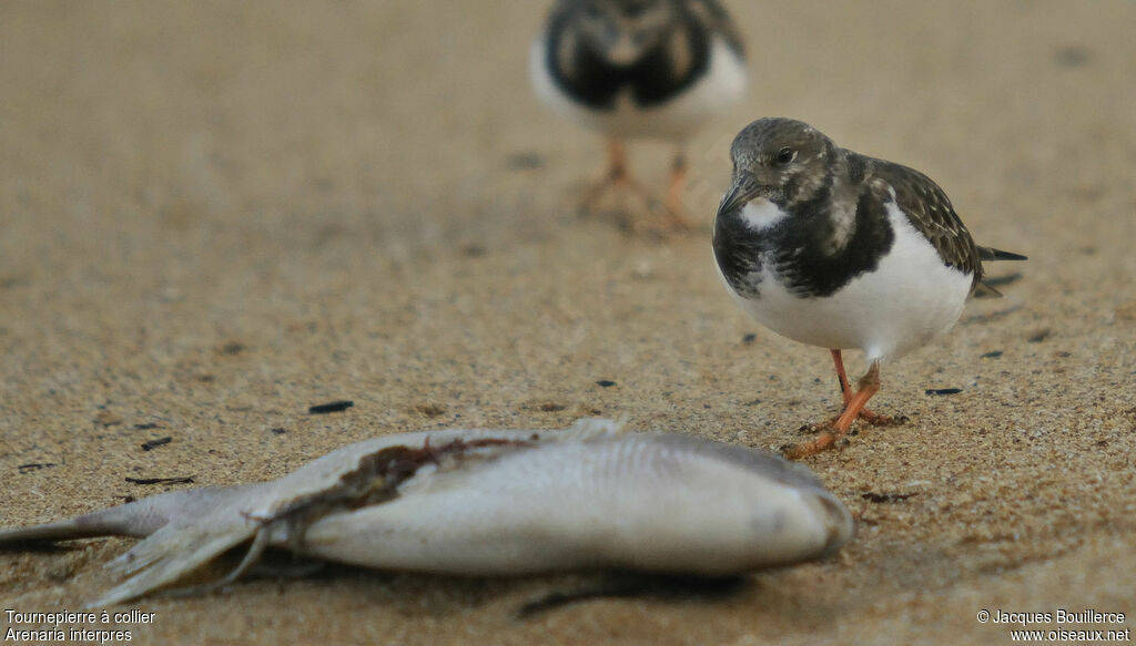 Ruddy Turnstone