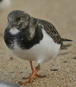 Ruddy Turnstone