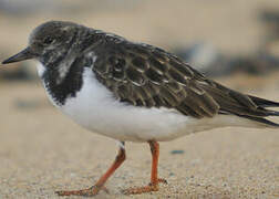 Ruddy Turnstone