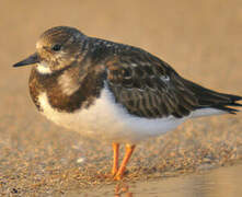 Ruddy Turnstone