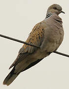 European Turtle Dove