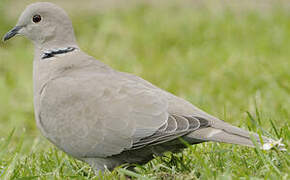 Eurasian Collared Dove