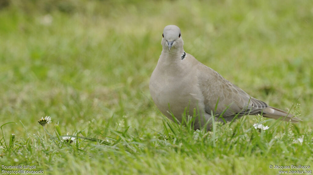 Eurasian Collared Dove