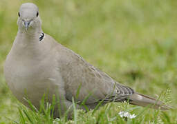 Eurasian Collared Dove