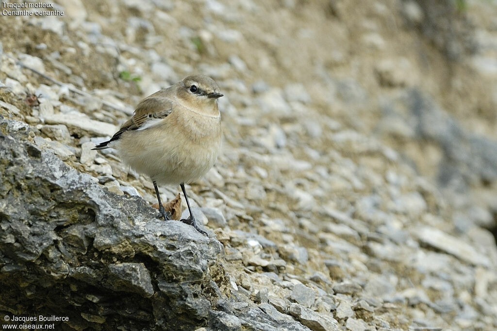 Northern Wheatear