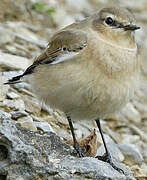 Northern Wheatear