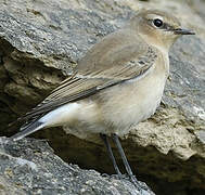 Northern Wheatear