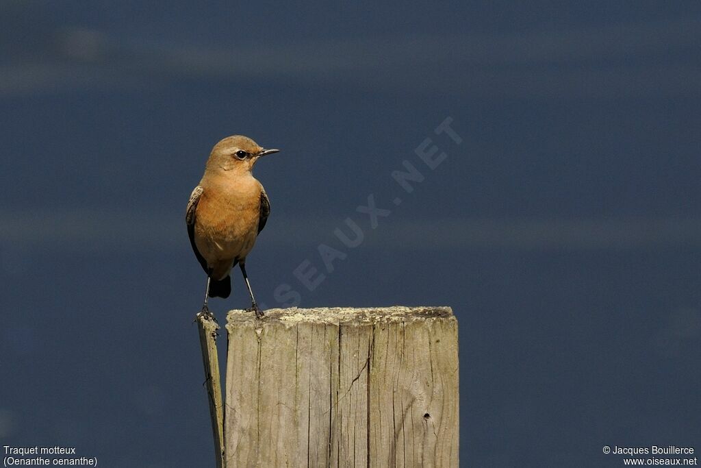 Northern Wheatear