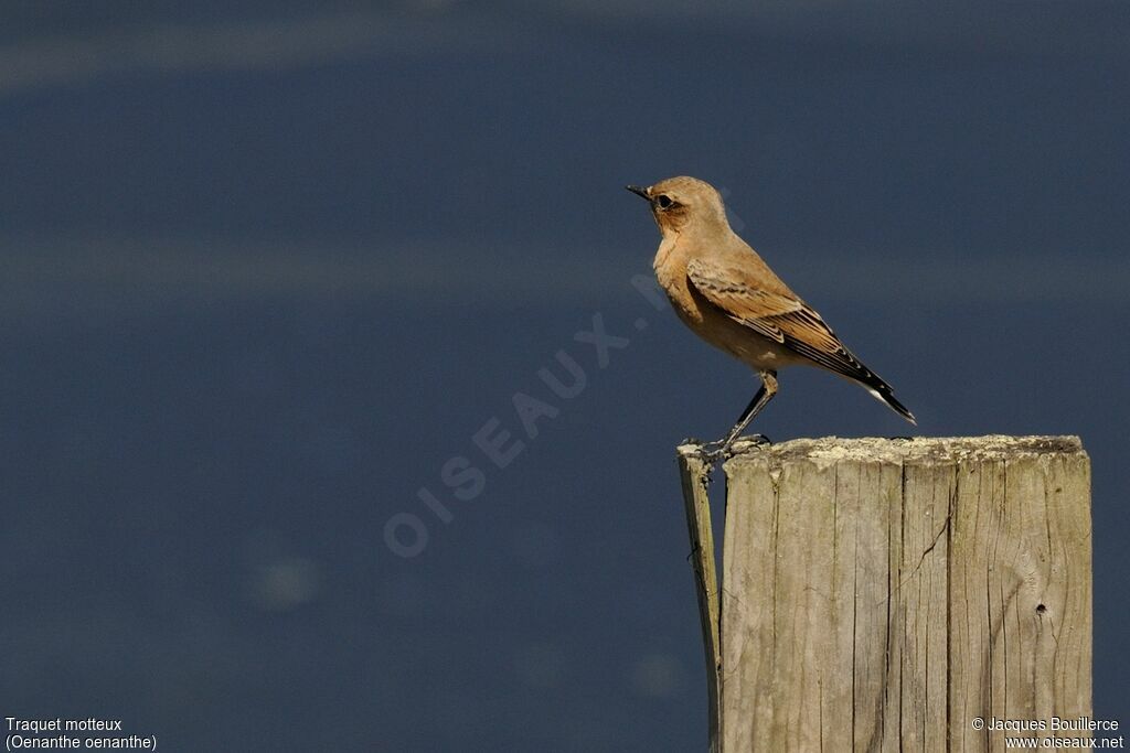 Northern Wheatear