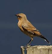 Northern Wheatear