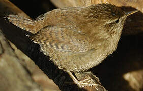 Eurasian Wren