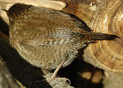 Eurasian Wren