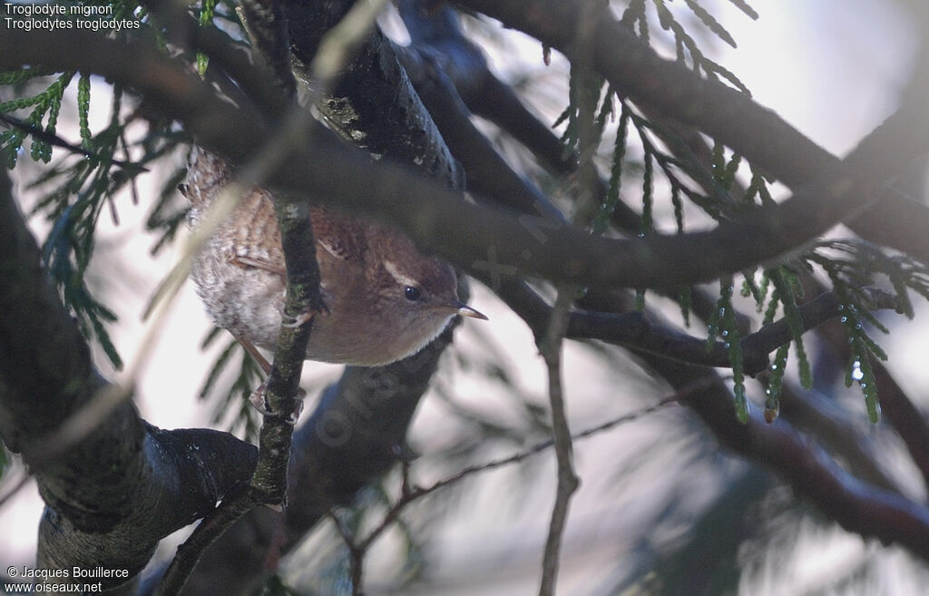 Eurasian Wren