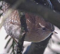 Eurasian Wren