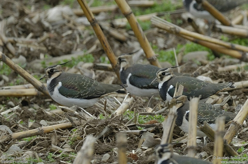 Northern Lapwing