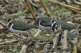 Northern Lapwing