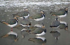 Northern Lapwing