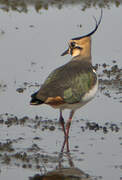 Northern Lapwing