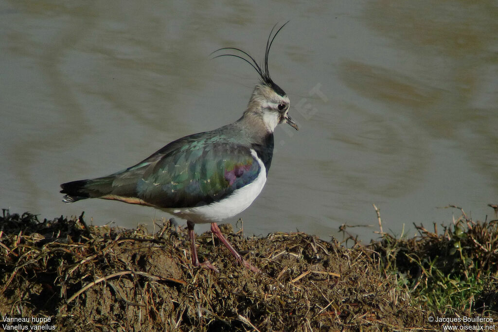 Northern Lapwingadult