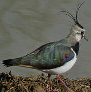 Northern Lapwing