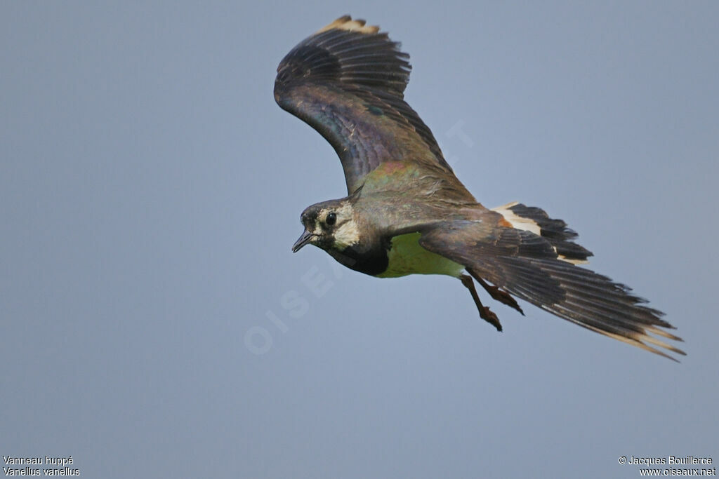 Northern Lapwingadult